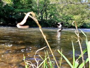 pêche à la mouche en rivière